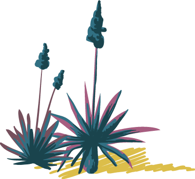 yucca